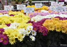 In de potchrysanten serie de Island Potmums Tamalu zijn de Tamalu Yellow en Tamalu Apricot de noviteiten die deze Trials werden getoond.